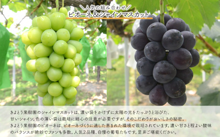 【定期便】【きよとうファーム】量より質！桃5-7玉とピオーネ＆シャインマスカット大２房の上級品(定期便)(岡山県産) / もも ピオーネ ぶどう シャインマスカット 果物 フルーツ 岡山 真庭市 きよ