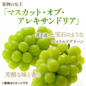 ぶどう 2026年 先行予約 マスカット ・オブ・アレキサンドリア 約600g×1房 岡山県産 ぶどう
