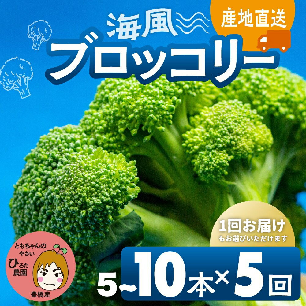 【ふるさと納税】≪先行予約≫ブロッコリー 豊橋 国産 ミネラルたっぷり 海風そだち 潮風 家族で 大容量 豊橋 ともちゃんのやさい【選べる本数・お届け回数】5本 10本 直売所で大人気！ 愛知県 豊橋市 安心野菜
