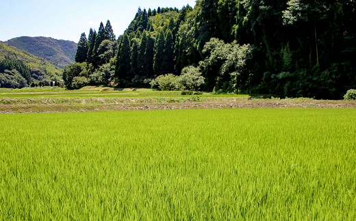 【令和7年産】難関突破達成米 白米 5kg 精米 熊本県 南関町産 単一原料米 ヒノヒカリ 産地直送 コメ お米 祈願米