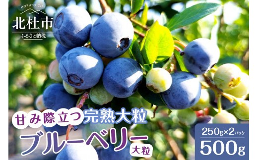 【2027年先行予約】甘み際立つ、完熟大粒ブルーベリー 500g（250g×2パック）　フルーツ 果物 くだもの 期間限定 数量限定 冷蔵発送 甲斐こまベリーファーム