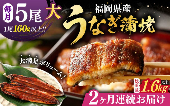 
            【全2回定期便】福岡県産 うなぎ 蒲焼 大5尾　合計 800 g（1尾あたり 160g以上）《豊前市》【福岡養鰻】 国産 うなぎ 大 [VAD035]
          