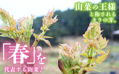 【先行予約】【季節限定】国産山菜 タラの芽 美浜町の春をお届け【2026年4月上旬以降順次発送予定】【旬 山菜 野菜 たらの芽 天ぷら 春野菜】 [m47-a021]