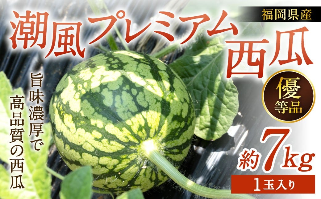 
            福岡県 北九州市 若松産 【優等品】 潮風プレミアム 西瓜 約7kg（1玉入り）【2026年7月下旬から8月上旬発送予定】すいか スイカ フルーツ 果物 くだもの
          