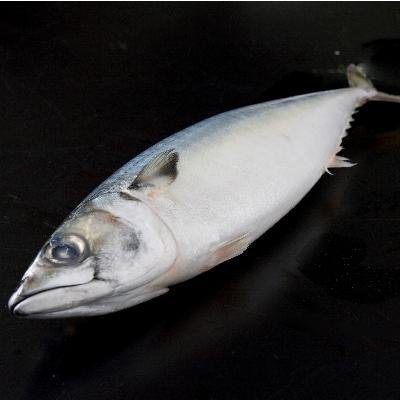 ふるさと納税 唐津市 <唐津・昭徳>大きくて脂ののった国産塩さば 10枚(S6) |  | 01