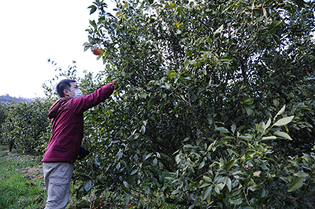 甘平　赤秀品　3kg(土居町天満産)