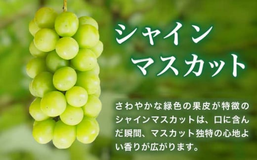 シャインマスカット1房と梨2玉 詰め合わせ ［小布施屋］果物 詰合せ セット フルーツ ぶどう なし シャインマスカット 先行予約 期間限定 冷蔵便 クール便 数量限定 長野県産 信州産 令和8年産 
