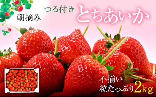【訳あり】とちあいか不揃い粒たっぷり2kg（家庭用、ジャム・冷凍など加工用にもおすすめ）｜果物 いちご 朝取り 新鮮 美味しい ハート 甘い とちあいか不揃い いちご訳あり とちあいか加工用 いちご不