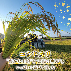 【令和7年産】 新米 年内配送 コシヒカリ 5kg 【新米】