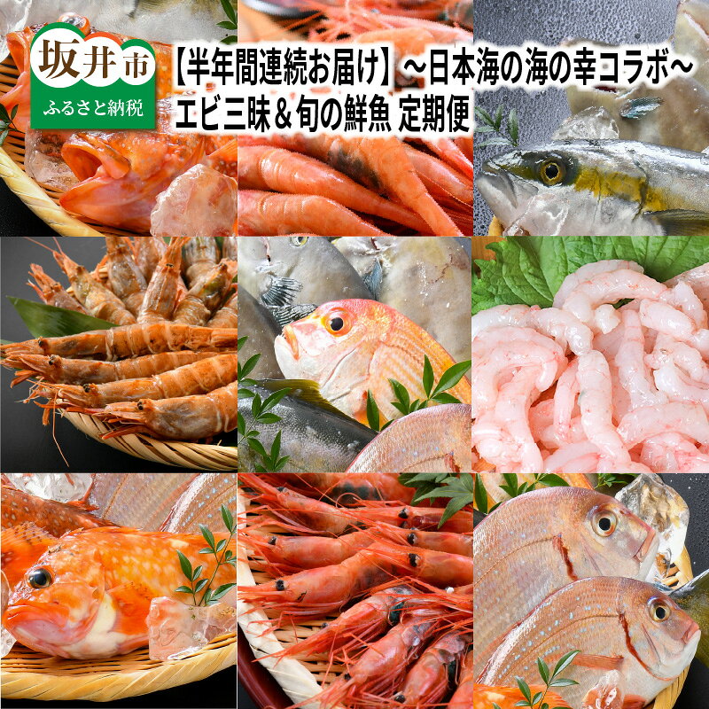【ふるさと納税】【先行予約】 【6ヶ月連続お届け】 エビ三昧＆旬の鮮魚 定期便 〜日本海の海の幸コラボ〜【2027年3月より発送開始予定】