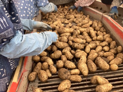 【先行受付】【2026年10月下旬より順次出荷】北海道 十勝芽室町 メークイン Mサイズ 10kg me078-007c-26