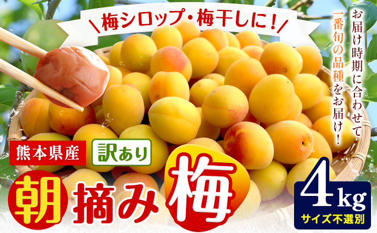熊本県産 訳あり 朝摘み 梅 4kg 大・中・小サイズ不選別《5月中旬‐6月中旬頃出荷》 熊本県 球磨郡 山江村 つけもの 漬物 梅 梅干し うめぼし 朝採り 南高梅 白加賀 露茜 ---ym_casaumew_q5_25_11000_4kg---