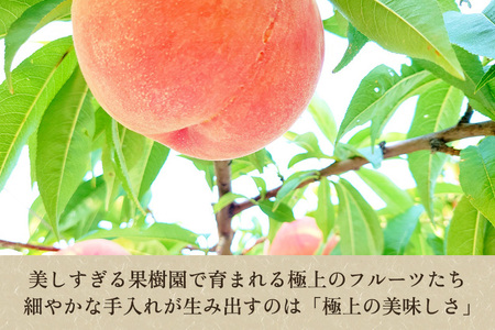 【2025年先行予約】たかはし果樹園 謹製 桃と和梨の内容おまかせ詰め合わせ 約5kg《8月中旬から発送》 新潟県産 もも モモ なし ナシ 果物 フルーツギフト 秋の味覚 産地直送 加茂市 たかはし
