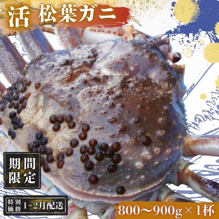 【ふるさと納税】【期間限定配送1～2月発送希望の方へ！】松葉ガニ 800g～900g〈活〉松葉ガニ マツバガニ タグ付き＜11月中旬～2月中旬頃発送予定＞松葉ガニ 松葉カニ 松葉蟹 蟹 かに 新鮮 人気 おすすめ プレゼント 贈与 お祝い事 贈り物 贈答 祝辞