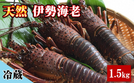 
天然 伊勢海老 1.5kg（3～6尾） 黒潮町 ［1082］
