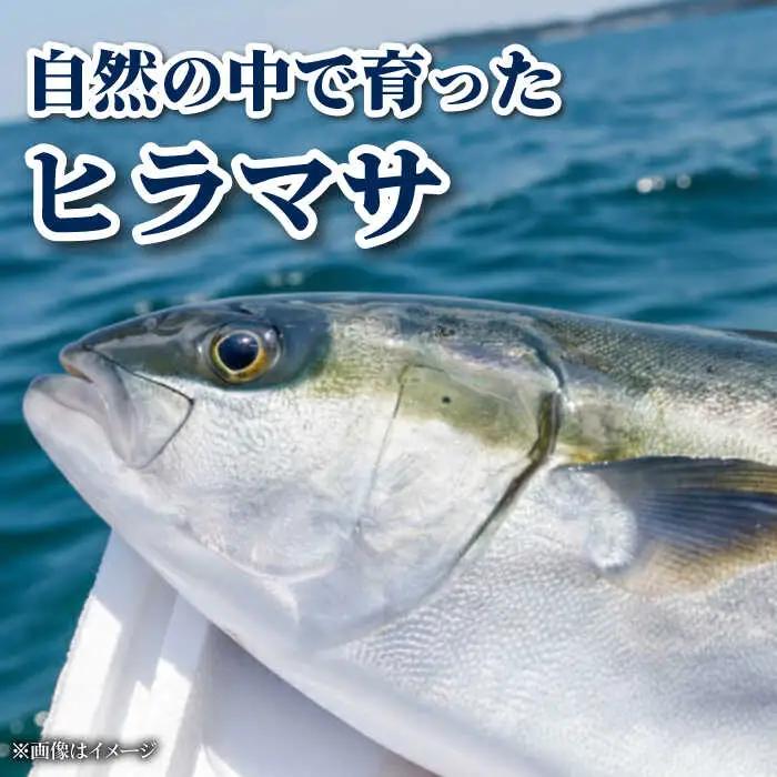 ヒラス（ヒラマサ）アラ付き  養殖 下処理済 真空パック 刺身 ブロック（800g以上）[RBK003] ヒラマサ ヒラス ヒラマサ ヒラス ヒラマサ ヒラス ヒラマサ ヒラス九州 長崎