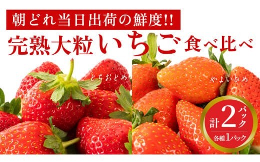 いちご やよいひめ とちおとめ セット 約 260g × 2パック 先行予約 【2027年1月より発送開始】 苺 イチゴ いちご いちご食べ比べ 果物 食べ比べ やよい姫 トチオトメ フルーツ くだもの デザート 野菜 完熟 朝採れ 新鮮 国産 茨城県 筑西市 関東