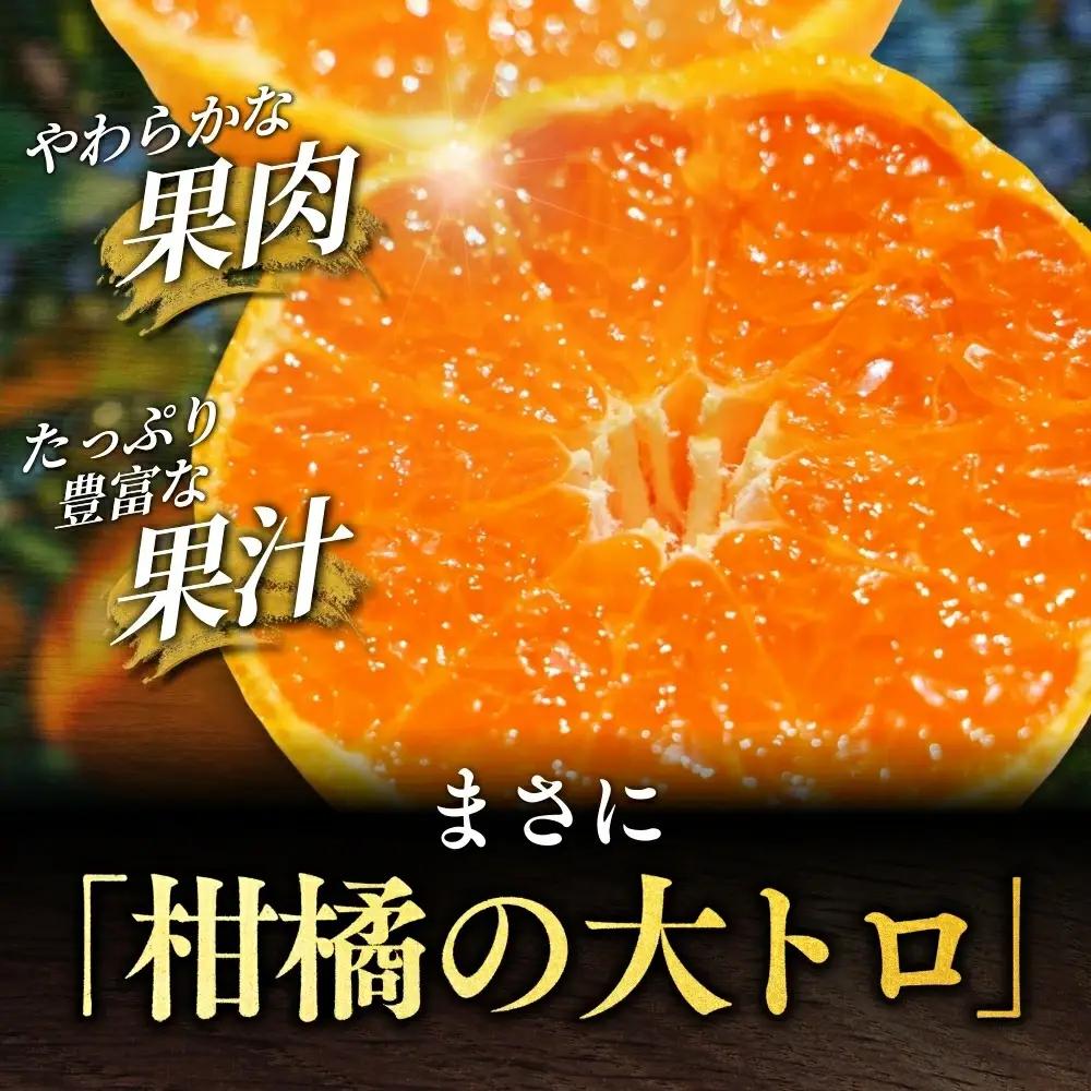 【先行予約】 せとか 5kg （2027年3月以降順次発送） / 柑橘の大トロ 高級 ブランド 希少 品種 和歌山蜜柑 和歌山ミカン 高級みかん 人気みかん みかんランキング 果物 くだもの フルーツ