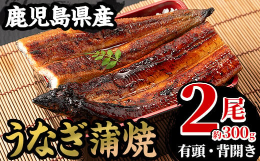 厳選！国産 鹿児島県産 うなぎ蒲焼 2尾 約300g！ 鰻養殖生産量日本一 鹿児島県産新仔うなぎ使用 こだわりの地焼き！ 冷凍うなぎ 秘伝のタレ 付き うな重 うな丼 きざみ鰻 うなぎのせいろ蒸し弁当にもオススメ！ 贈答 ギフト にも！【南竹鰻加工】【A-1671H】