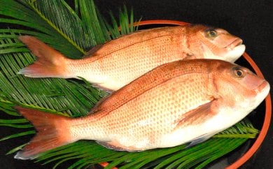 
乙女鯛 2.0kg～2.5kg 魚 鮮魚 海鮮 ブランド 乙女鯛 2匹 刺身 鯛めし たい 鯛 新鮮 高知県 須崎市 KS013
