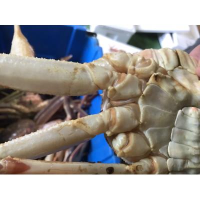 ふるさと納税 若桜町 【魚倉】訳あり生松葉ガニ2枚セット(1枚700g以上)
