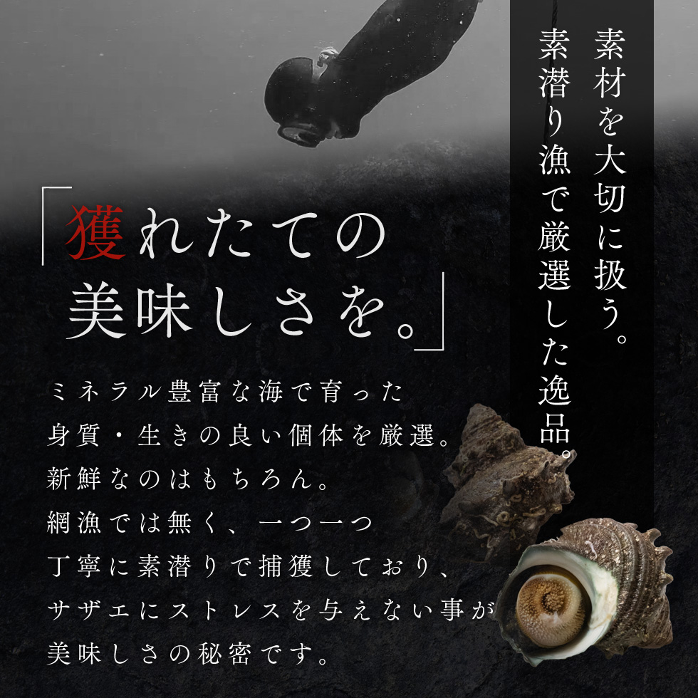 活さざえ 約2kg セット 詰め合わせ 若狭湾産 活 さざえ サザエ 貝 貝類 魚介 魚介類 海鮮 海鮮セット 新鮮 福井 福井県 若狭町