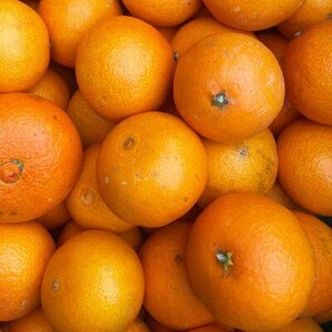 【ご家庭用】甘平×まどんな 4kg ご家庭用「紅プリンセス」と同品種 愛媛果試48【D25-318】【1713694】