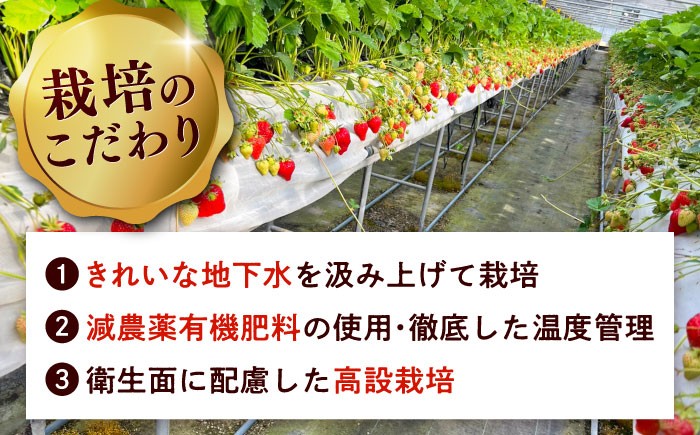 超大玉 あまおう 福岡 博多あまおう いちご 苺 イチゴ 先行受付 予約
