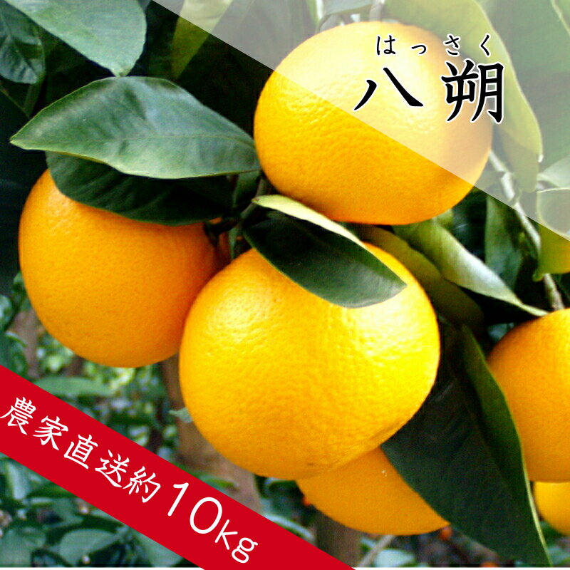 【ふるさと納税】八朔（はっさく）約10kg 柑橘 酸味 甘み バランス フルーツ 果物 くだもの みかん 人気 おすすめ 送料無料 国産 和歌山 有田市【2026年1月中旬より順次発送】（A137-1）