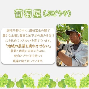 早期予約 朝採り シャインマスカット 1房 (約600g)