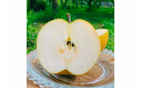 先行予約 和梨 豊水 約5kg 令和8年度 新潟県 三条市産 梨 [しなのがわジューシーファーム]【015S132】