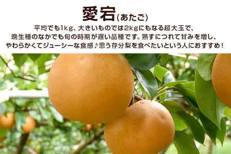 柴沼梨園の梨（愛宕）梨 5kg 大玉 5～10個入り ナシ なし 国産 茨城 秋 旬 フルーツ 果物 先行予約【11月上旬～11月下旬発送】秋の味覚 旬の果物 くだもの 大きい サイズ 品種 愛宕 産