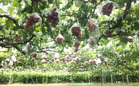 ぶどう 当園開発の赤ブドウ「紅義」3房 ※品種登録済み ブドウ 葡萄 種無し 赤ブドウ くだもの 果物 フルーツ 旬のフルーツ 高糖度 湘南 藤沢市 神奈川県