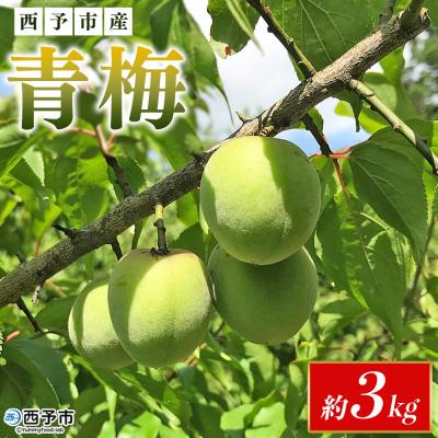 ふるさと納税 西予市 <愛媛県西予市産 青梅 約3kg> うめ ウメ あおうめ