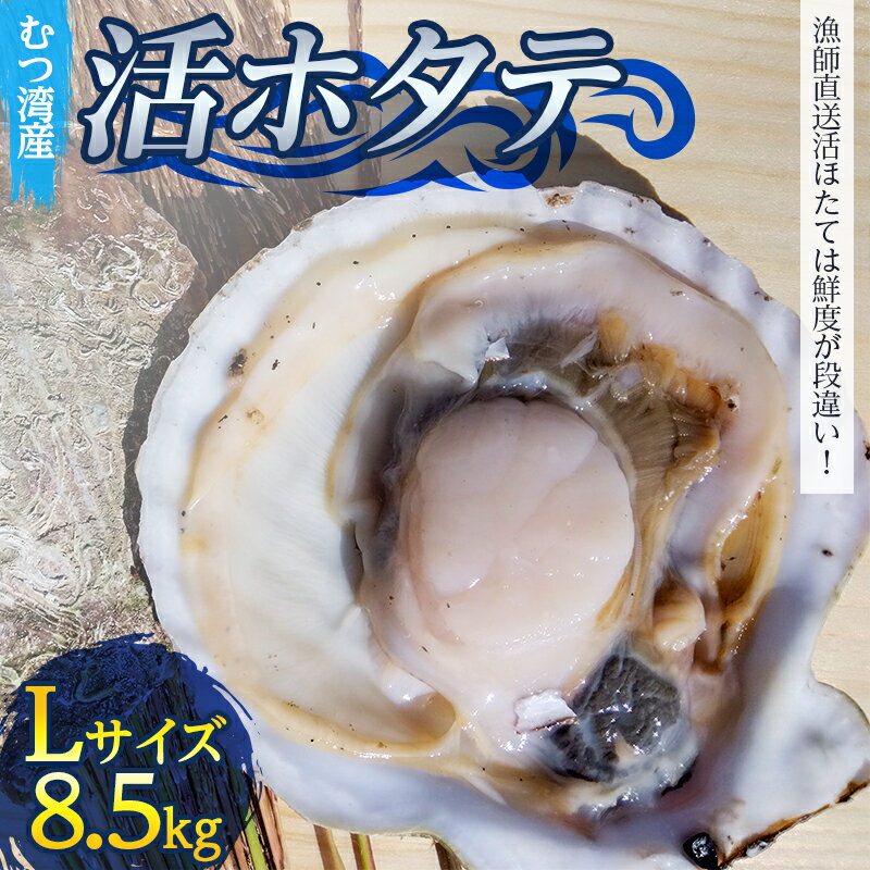 【ふるさと納税】 むつ湾で獲れた活ホタテ Lサイズ 約8.5kg【活ほたて本舗】 ホタテ ほたて 帆立 活ホタテ 生ほたて 生ホタテ 刺身 殻付き 海鮮 新鮮 貝 貝柱 魚介 青森 青森県 東北 むつ湾 陸奥湾 海鮮 BBQ バーベキュー キャンプ F21J-086