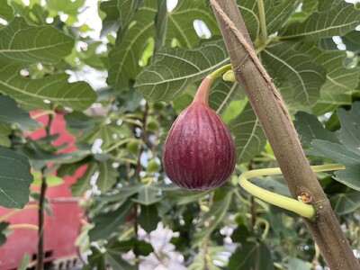 訳あり イチジク ハウスイチジク 冷凍 約1.5kg 【合同会社宝Farm】 