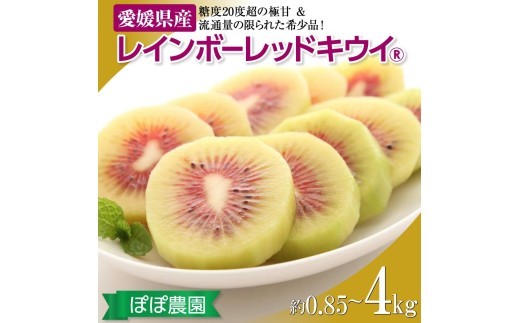 
                  ＜10月下旬以降発送＞【ぽぽ農園】 キウイ キウイフルーツ レインボーレッド 最高糖度 20度超の極甘！レインボーレッドキウイ（四国中央市産レインボーレッド）選べる 容量 サイズ
                