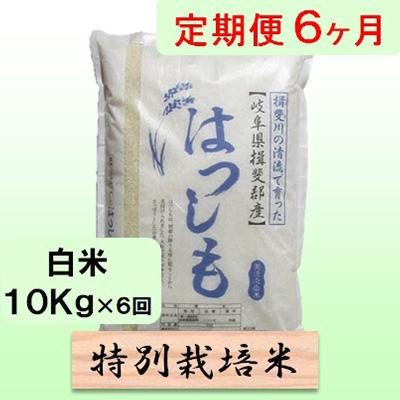 ふるさと納税 池田町 【毎月定期便】6ヶ月【令和7年産】特別栽培米10kg【白米】(ハツシモ)全6回