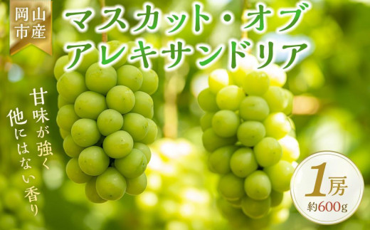 
                  ＜2026年9月上旬～9月中旬発送＞岡山市産 マスカット・オブ・アレキサンドリア 1房 約600g ぶどう 葡萄
                