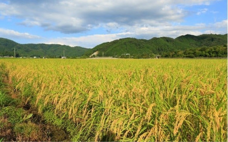 【令和７年産】【定期便全６回】 真庭市産コシヒカリ 牡蠣殻栽培 白米 5kg×６回 岡山県 【tkns-tkb026-cho】