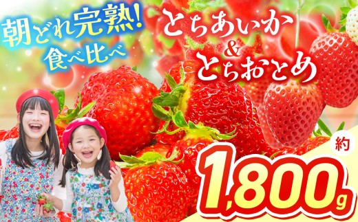 【先行予約】いちご 選べる 定期便 とちあいか＆とちおとめ  選べる 内容量 食べ比べ 300g × 2 × 3箱 | 果物 くだもの フルーツ 野菜 やさい ヤサイ 苺 イチゴ いちご とちあいか とちおとめ  食べ比べ 新鮮 甘い 数量 限定 美味しい 果物 フルーツ デザート 栃木県 那珂川町 送料無料
