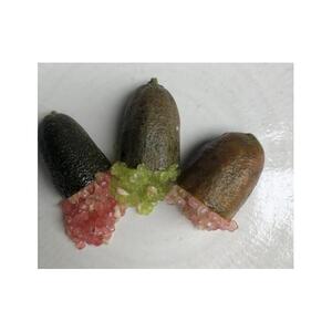 琴浦町産フィンガーライム 130g|ライム