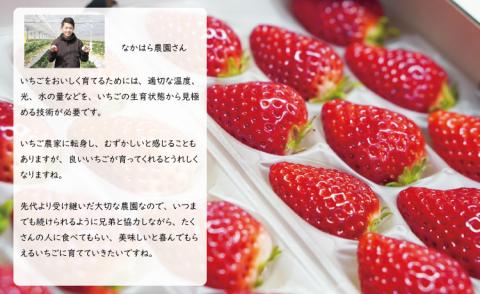 【先行予約（１月から順次出荷】 佐賀ブランド苺 いちごさん（250g×4P）なかはら農園 イチゴ いちご 農家直送 苺 イチゴ 果物 くだもの フルーツ 人気 ランキング 高評価