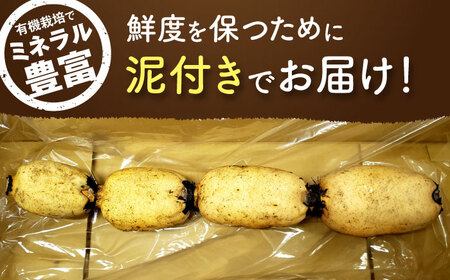 【2026年度発送分 先行予約】有機（オーガニック）泥付き蓮根1kg / 佐賀県 / 吉田農園 [41AHAE004]