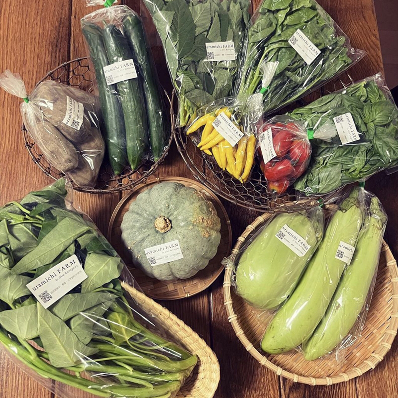 旬の野菜セット（1回）【 神奈川県 大磯町 季節野菜セット 新鮮野菜】