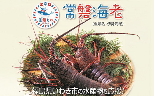 伊勢海老 約1キロ（加熱用）冷凍  | 海老 イセエビ 魚介類 水産 食品 人気 おすすめ 常磐物