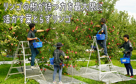 2月発送 特A 葉とらずサンふじ 約3kg 【弘前市産・青森りんご】