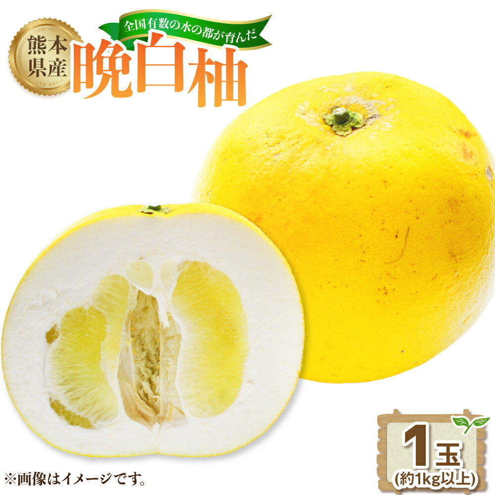 【ふるさと納税】熊本県産晩白柚 1玉（約1kg） 【2026年12月下旬発送開始】 熊本県産 国産 晩白柚 おやつ 果物 果実 フルーツ 1玉 1kg 九州 熊本県 送料無料