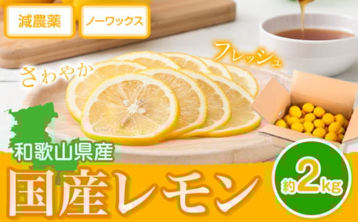 国産 レモン 約 2kg (L～4Lサイズ)   どの坂果樹園《2025年2月上旬-5月末頃出荷》 和歌山県 日高川町 レモン れもん 檸檬 果物 フルーツ 国産レモン レモネード レモンサワー はちみつレモン はちみつ ハイボール 旬 柑橘 フルーツ 果物 送料無料