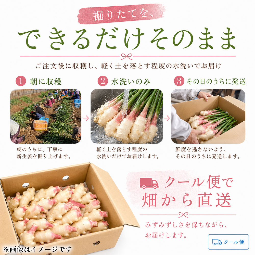 新生姜 2kg 水洗いのみ 生姜 生姜湯 ジンジャー しょうが ショウガ 2キロ 野菜 旬 季節限定 佃煮 甘酢漬け ジンジャーエール サラダ 新鮮 温まる 温活 冷え対策 国産 高知県 土佐清水市 